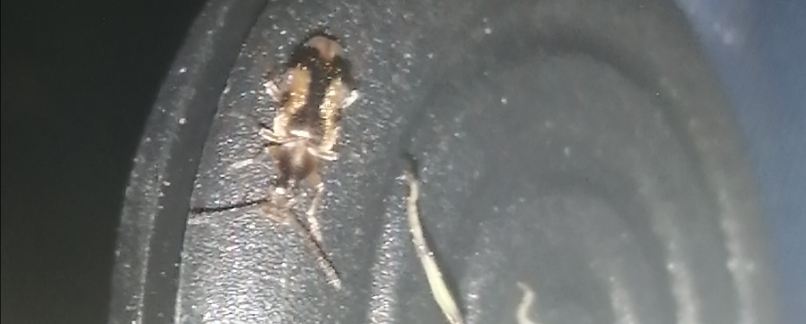 Notoxus monoceros - sárgahasú nyakszarvúbogár