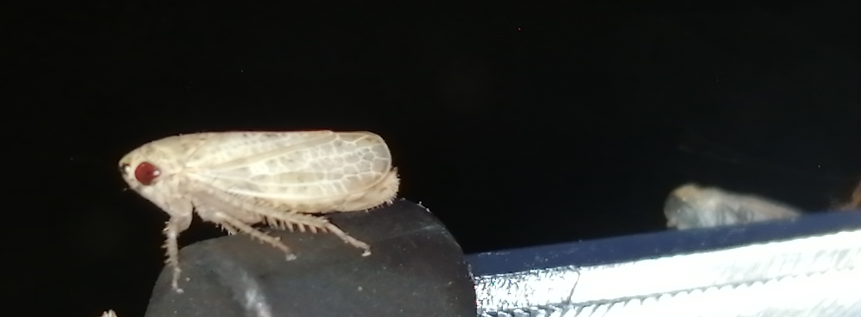 Allygidius abbreviatus