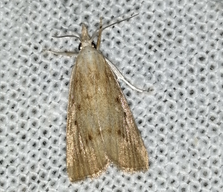 Calamotropha paludella - barna nádlevélmoly