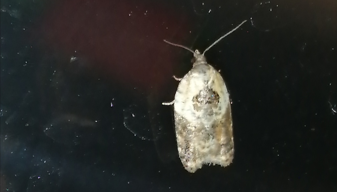 Acleris variegana - tarka levélmoly