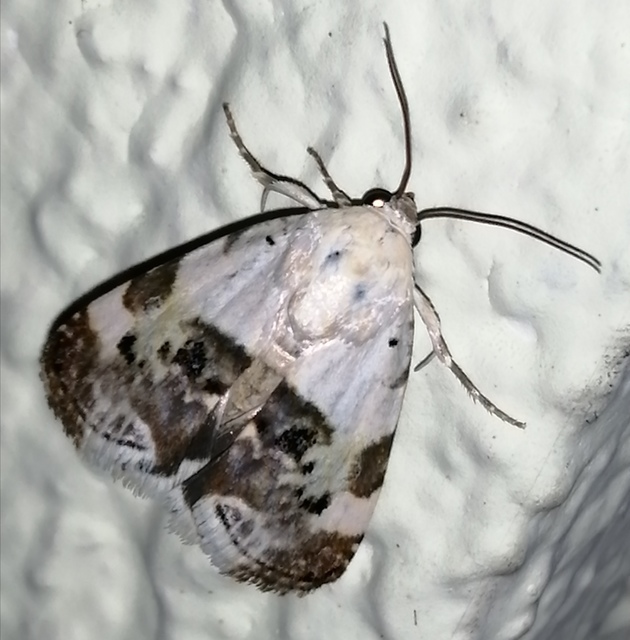 Acontia lucida - fehér nappalibagoly