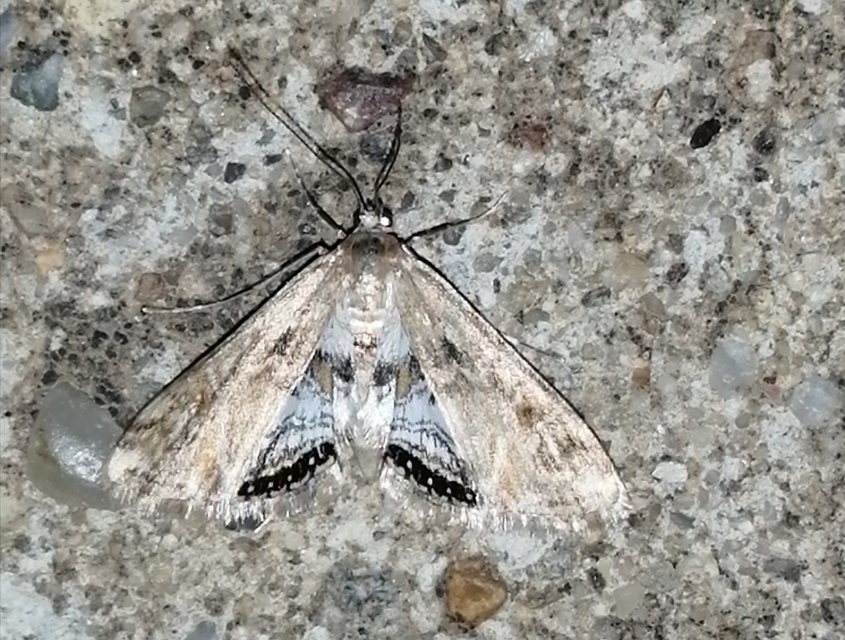 Cataclysta lemnata - békalencsemoly