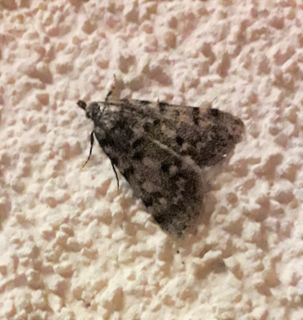 Aglossa pinguinalis - zsiradékmoly