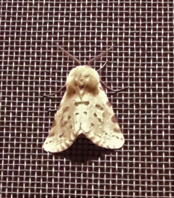 Rhyparia purpurata - bíborszínű medvelepke