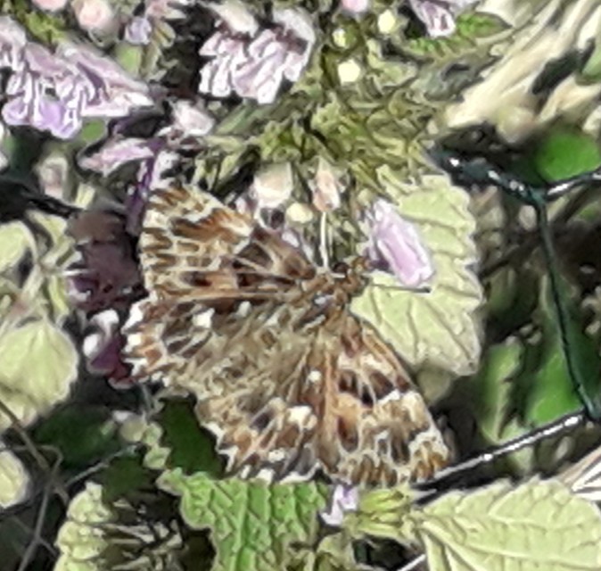 Carcharodus floccifera - pemetefű-busalepke