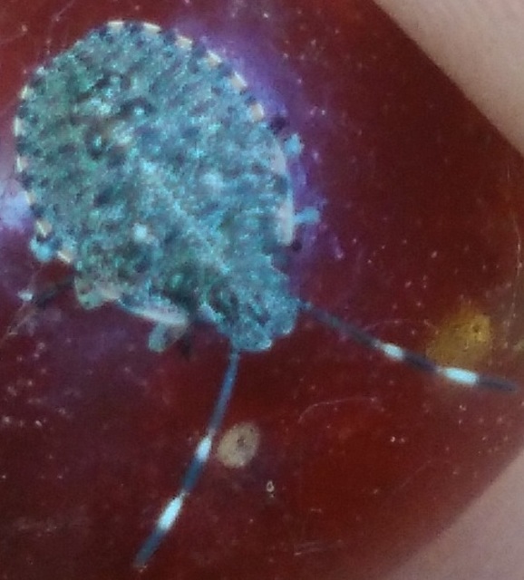 Rhaphigaster nebulosa - bencepoloska