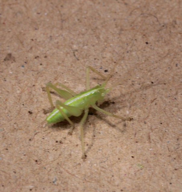 Meconema