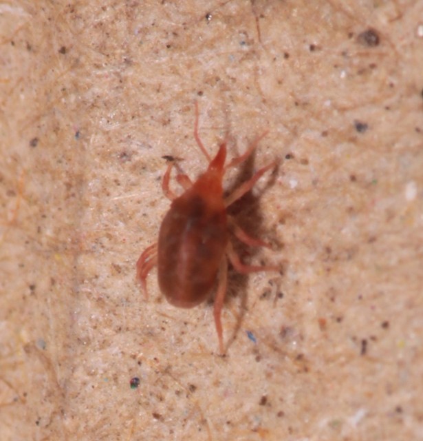 Bdellidae