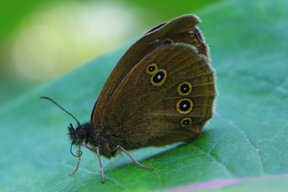 Aphantopus hyperanthus - közönséges ökörszemlepke