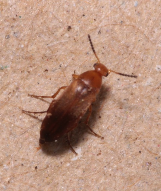 Anaspis flava - sárga árvabogár