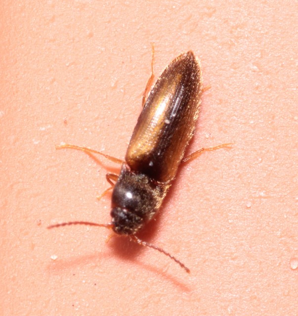 Adrastus