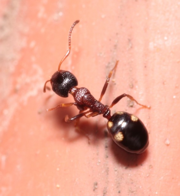 Dolichoderus quadripunctatus - négypettyes erdeihangya