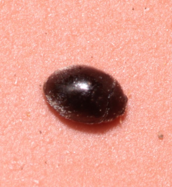 Stethorus pusillus - atkász bödice