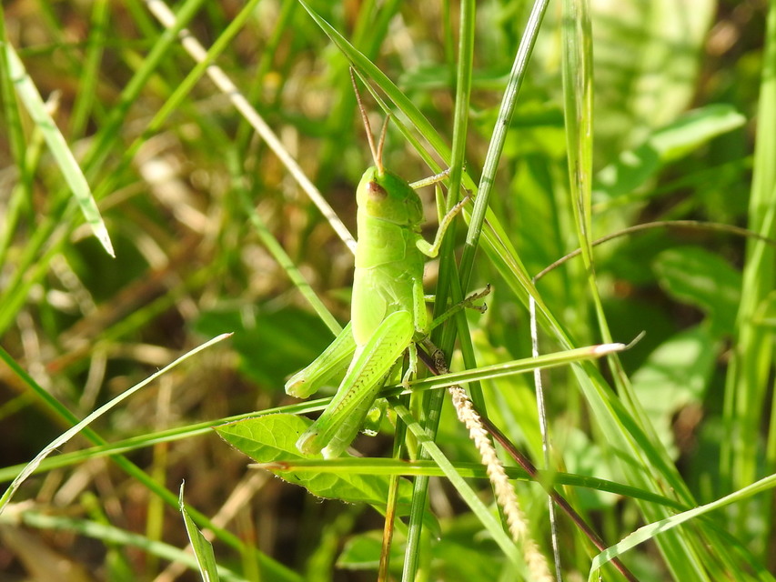 Mecostethus parapleurus - hagymazöld sáska