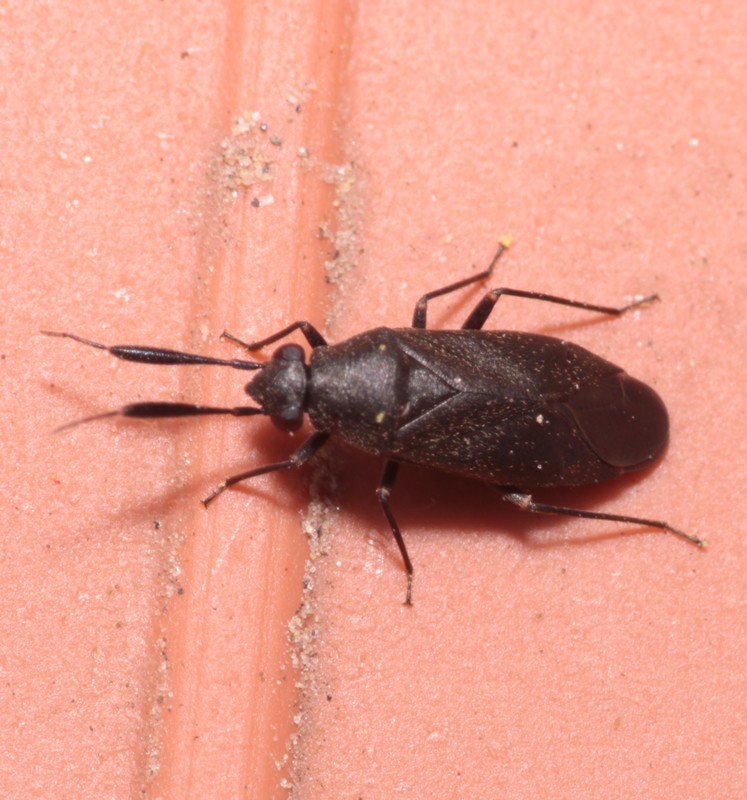 Heterocordylus tumidicornis - kökény mezeipoloska