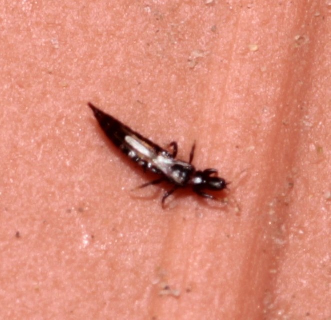 Thysanoptera - Tripszek