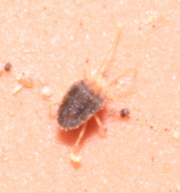 Bryobia