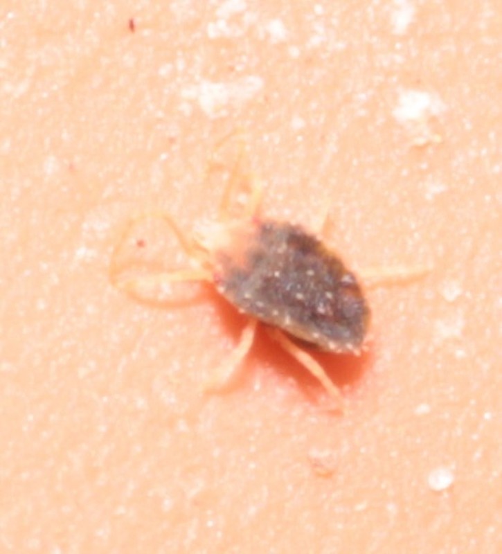 Bryobia
