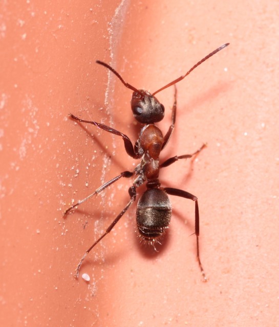Formica rufibarbis - vörös rabszolgahangya