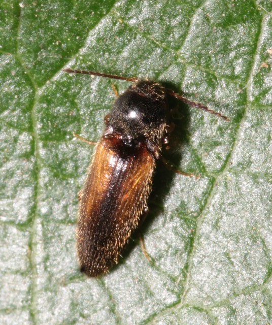 Adrastus rachifer - közönséges cserjepattanó