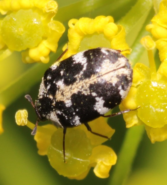Anthrenus scrophulariae - nagy múzeumbogár