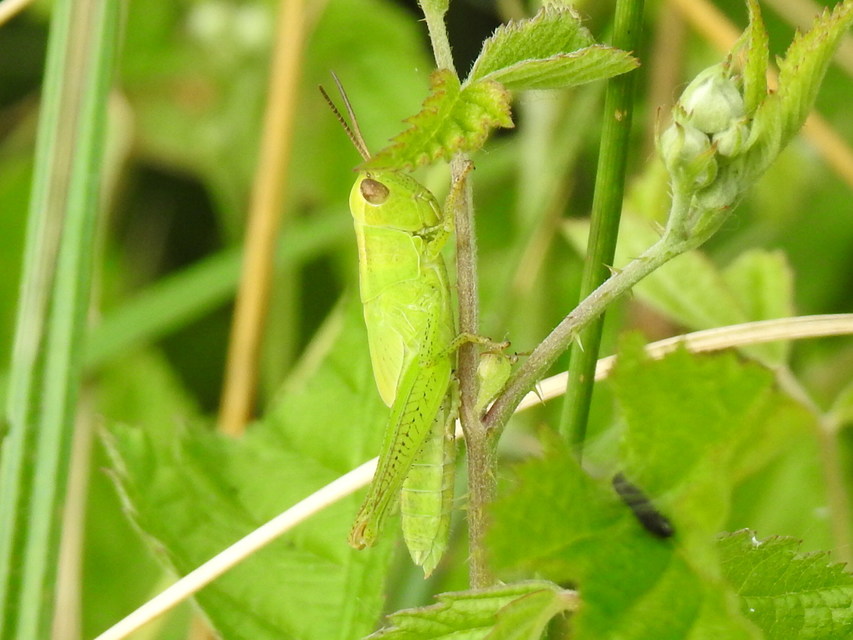 Mecostethus parapleurus - hagymazöld sáska