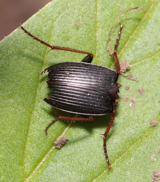 Calathus fuscipes - sokpontos tarfutó