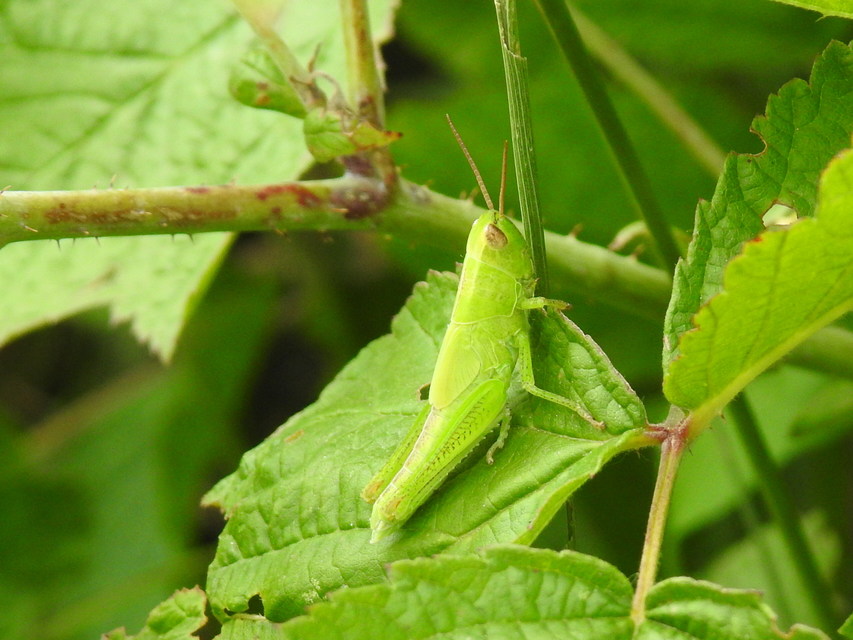 Mecostethus parapleurus - hagymazöld sáska