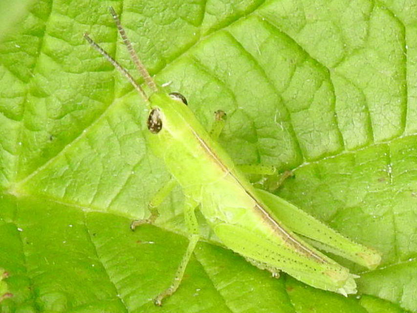 Mecostethus parapleurus - hagymazöld sáska