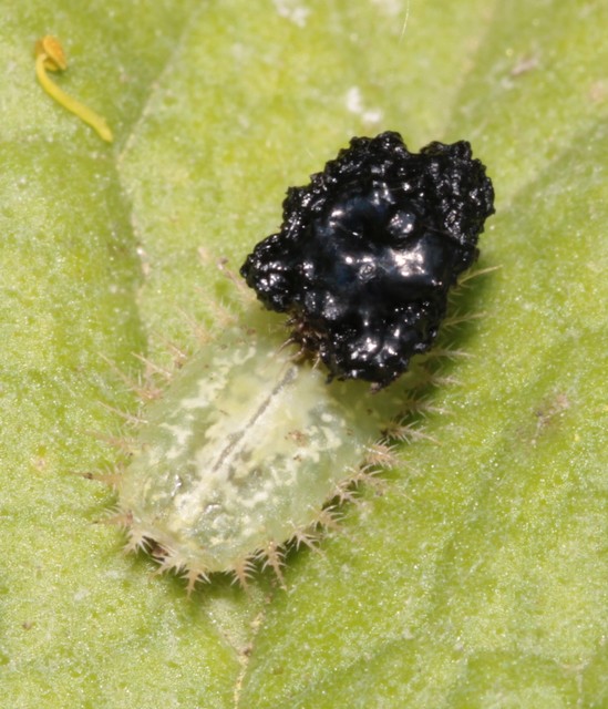Cassida