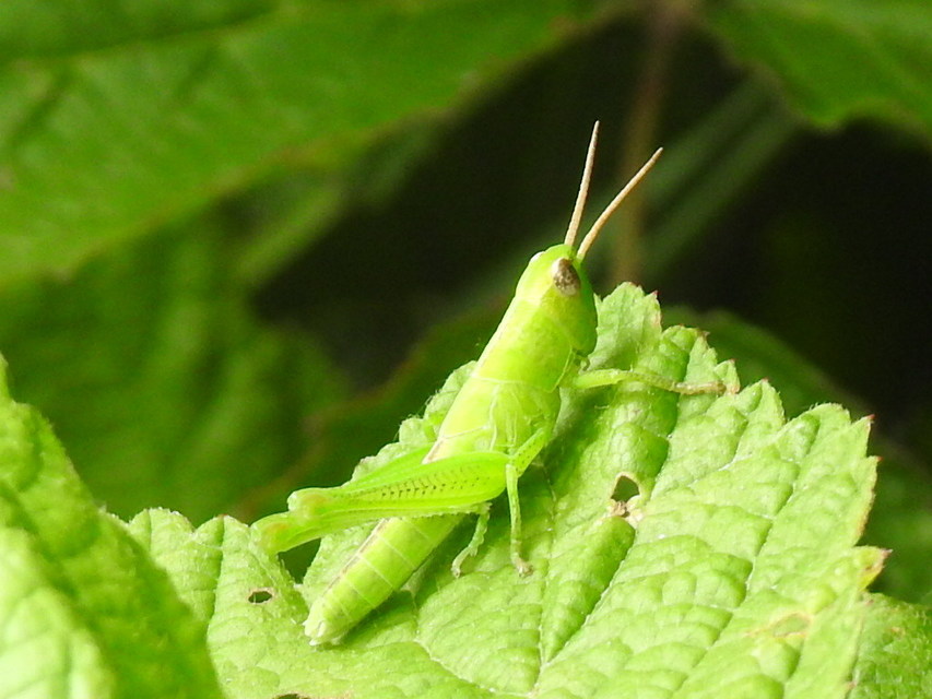 Mecostethus parapleurus - hagymazöld sáska