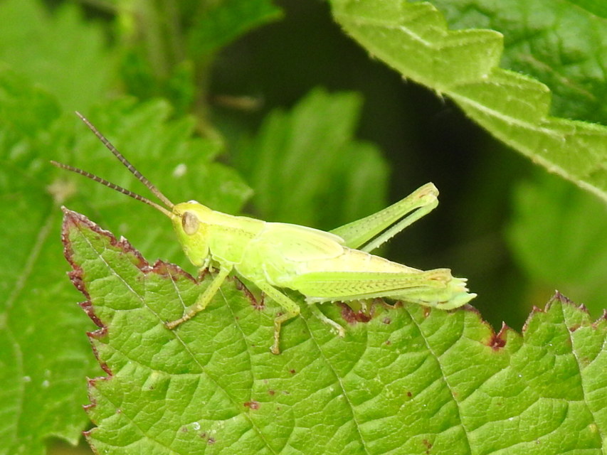 Mecostethus parapleurus - hagymazöld sáska