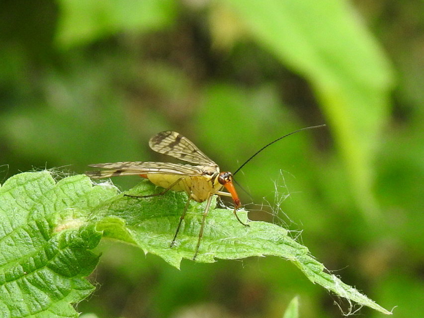 Panorpa cognata