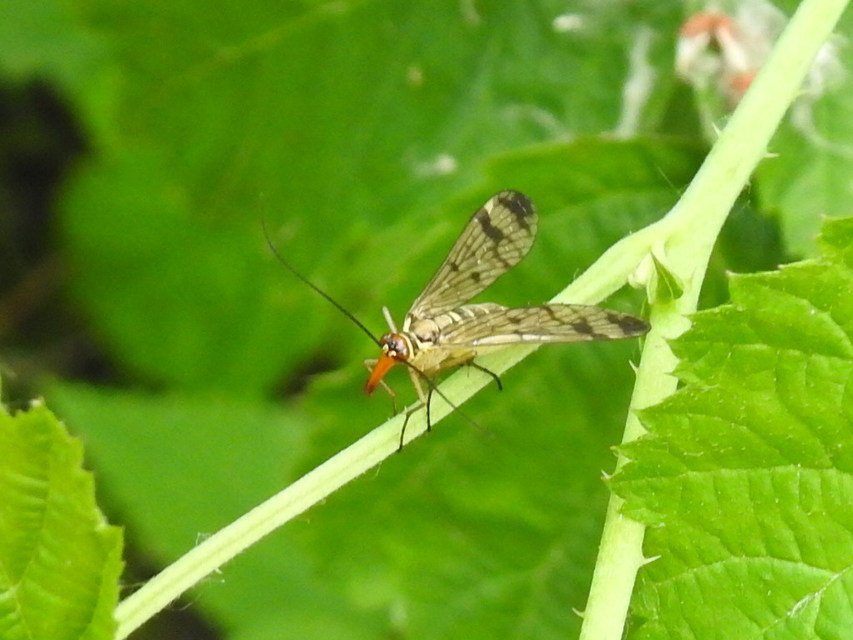 Panorpa cognata