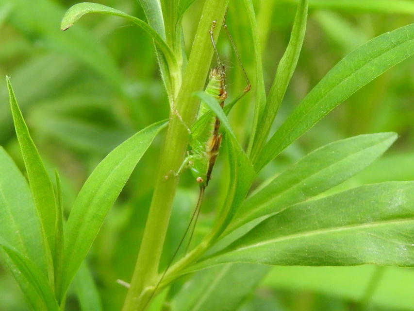 Conocephalus
