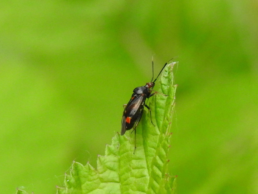 Deraeocoris ruber - vöröses mezeipoloska