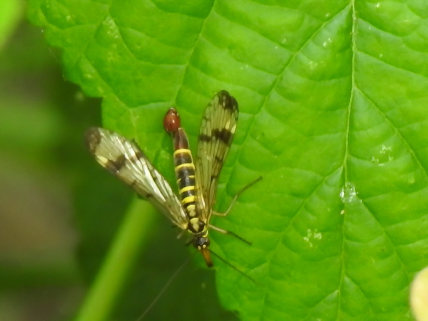 Panorpa cognata