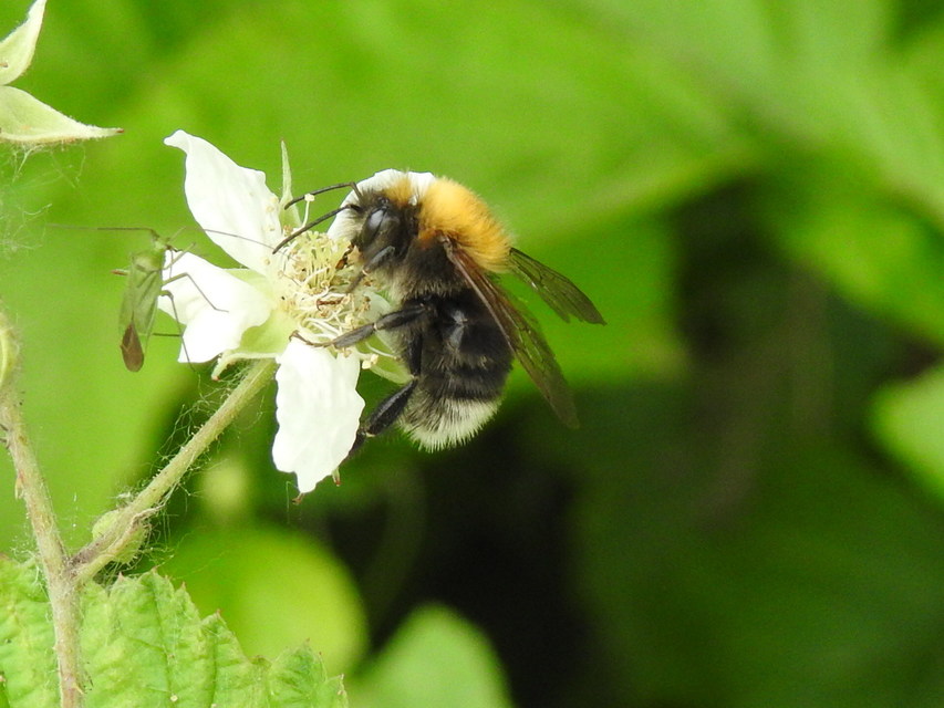 Bombus hypnorum - mohás poszméh