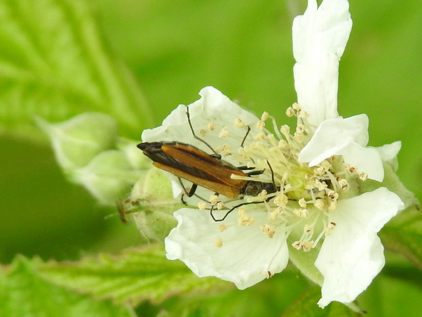 Oedemera femorata - sárgahátú álcincér