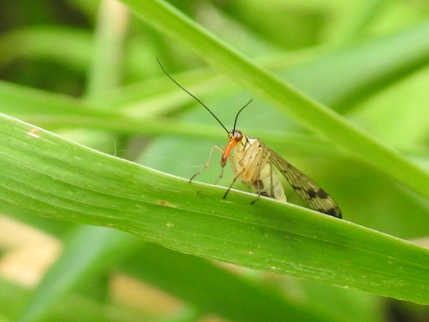 Panorpa cognata
