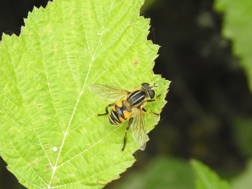 Mesembrius peregrinus - európai mocsárlégy