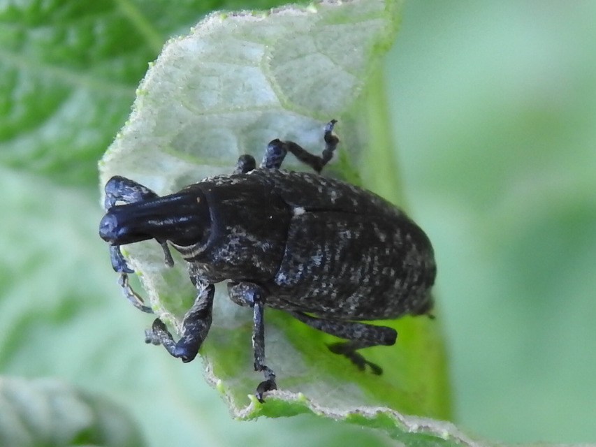 Cleonis pigra - közönséges bogáncsbarkó