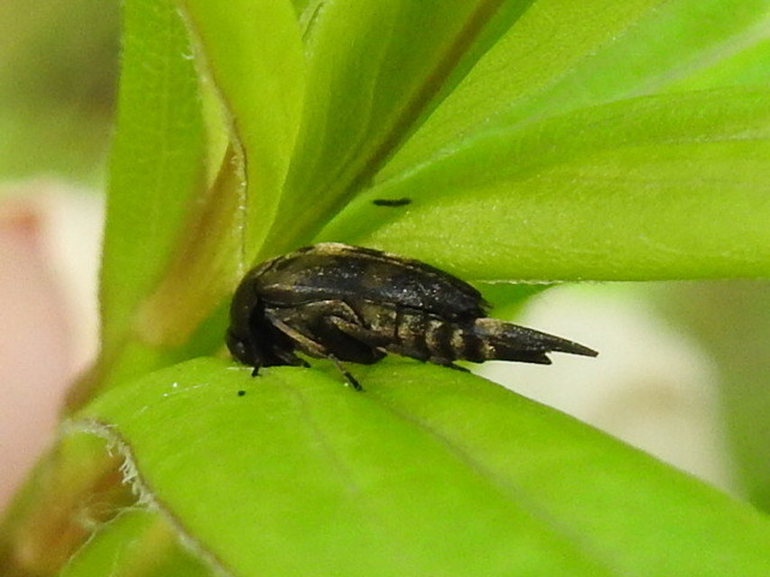 Variimorda villosa - szalagos maróka