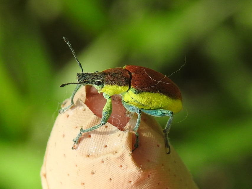 Chlorophanus flavescens - nagy zöldormányos