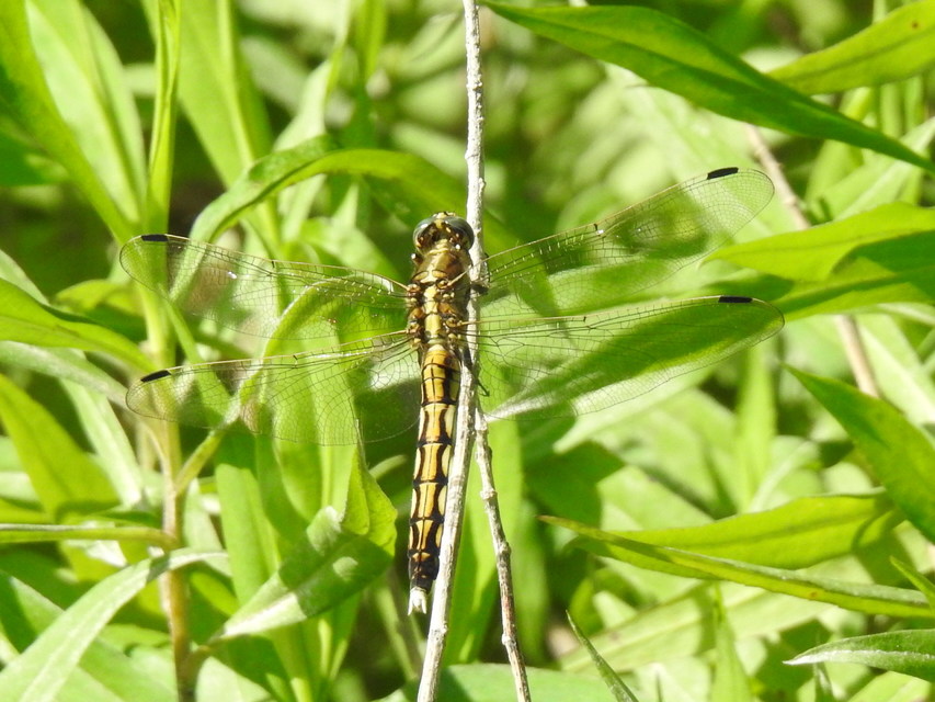 Orthetrum albistylum - fehérfarkú pásztorszitakötő