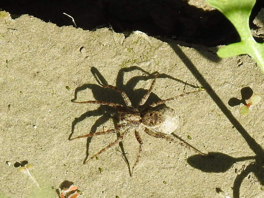 Pardosa