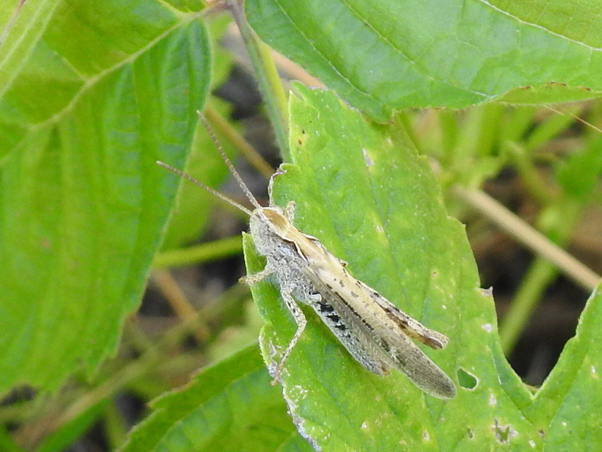Chorthippus brunneus - közönséges tarlósáska