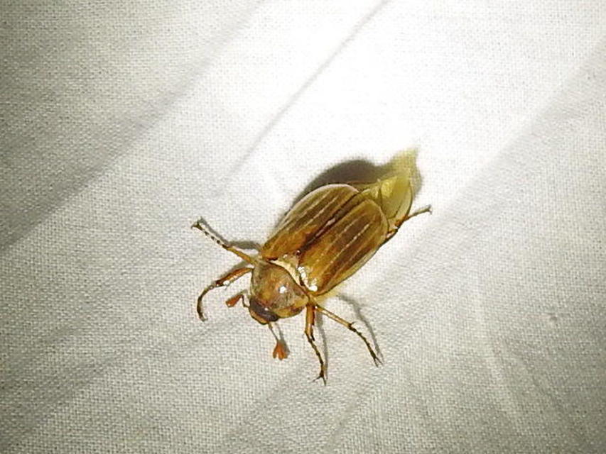 Amphimallon solstitiale - bordás sárgacserebogár