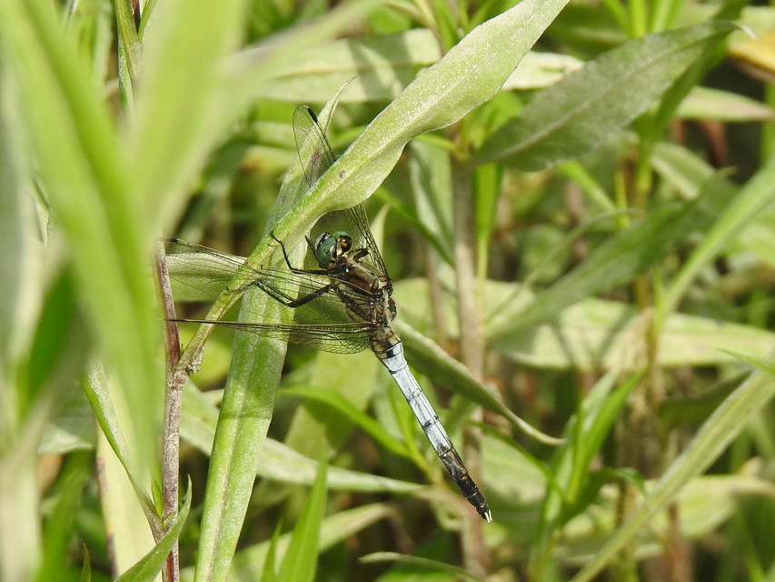 Orthetrum albistylum - fehérfarkú pásztorszitakötő