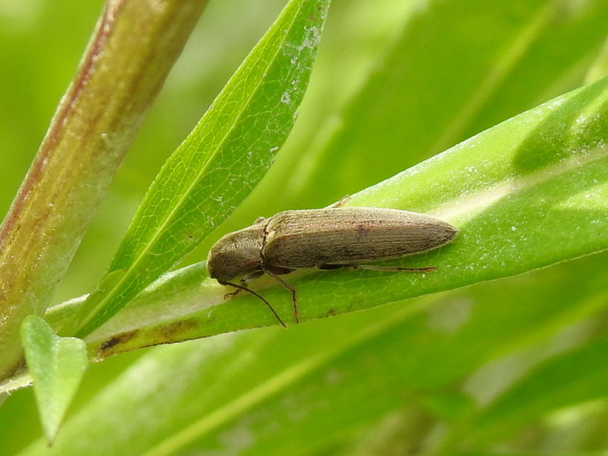 Synaptus filiformis - talpas pattanó